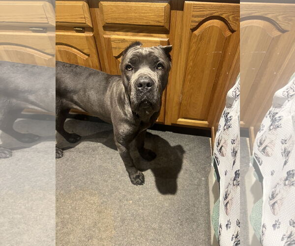 Medium Photo #7 Mutt Puppy For Sale in Goodyear, AZ, USA