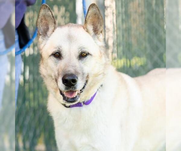Medium Photo #2 Anatolian Shepherd-Unknown Mix Puppy For Sale in Camarillo, CA, USA