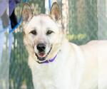 Small #1 Anatolian Shepherd Mix