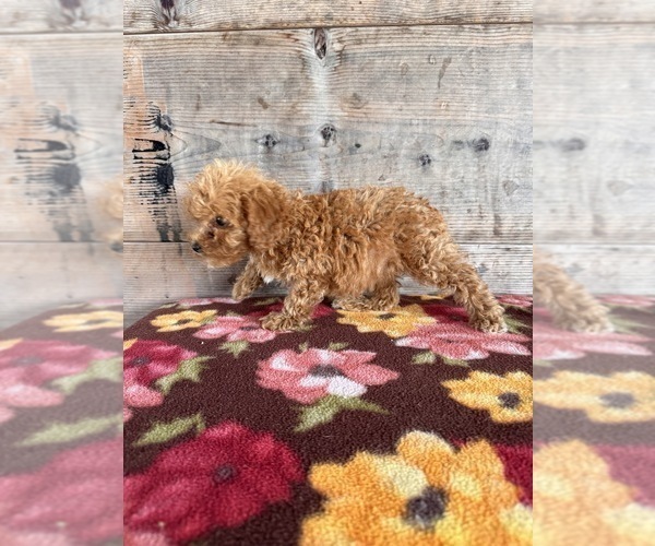 Medium Photo #13 Poodle (Miniature) Puppy For Sale in VERMONTVILLE, MI, USA
