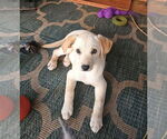 Small #2 Labrador Retriever Mix