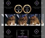 Small #2 Shih Tzu