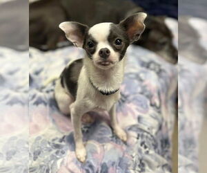 Chihuahua Dogs for adoption in St. Louis Park, MN, USA