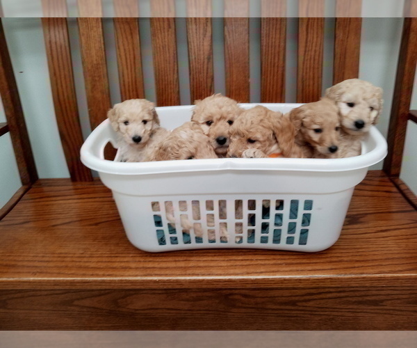 Medium Photo #2 Goldendoodle mix (+ Poodle Miniature) Puppy For Sale in NORTH LIBERTY, IN, USA