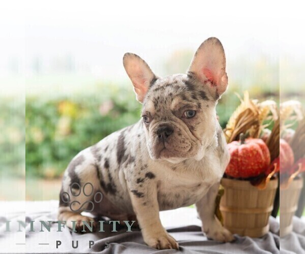 Medium Photo #1 French Bulldog Puppy For Sale in REBERSBURG, PA, USA