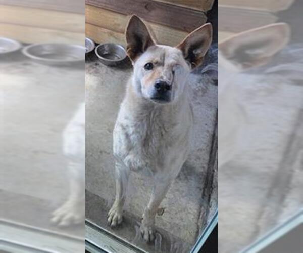 Medium Photo #2 Catahoula Leopard Dog-Unknown Mix Puppy For Sale in San Antonio, TX, USA