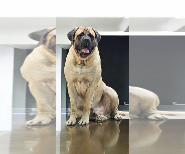 Medium Photo #1 Mastiff Puppy For Sale in CHESAPEAKE, VA, USA