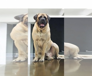 Father of the Mastiff puppies born on 07/20/2026