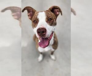 Boxer Dogs for adoption in Charlotte, NC, USA