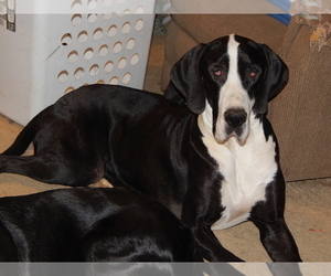 Mother of the Great Dane puppies born on 04/11/2021
