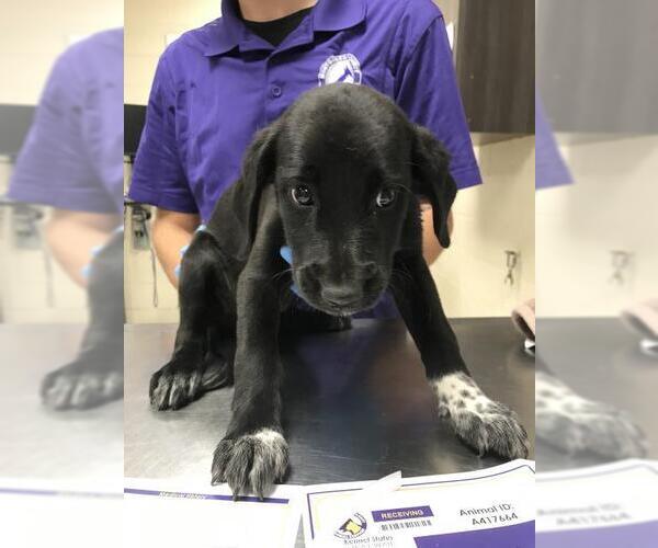 Medium Photo #1 Labrador Retriever Puppy For Sale in Conroe, TX, USA
