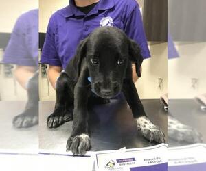 Labrador Retriever Dogs for adoption in Conroe, TX, USA