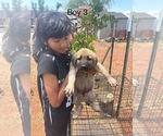 Small #10 Kangal Dog