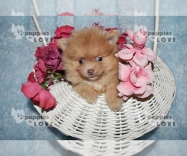 Medium Photo #10 Pomeranian Puppy For Sale in SANGER, TX, USA