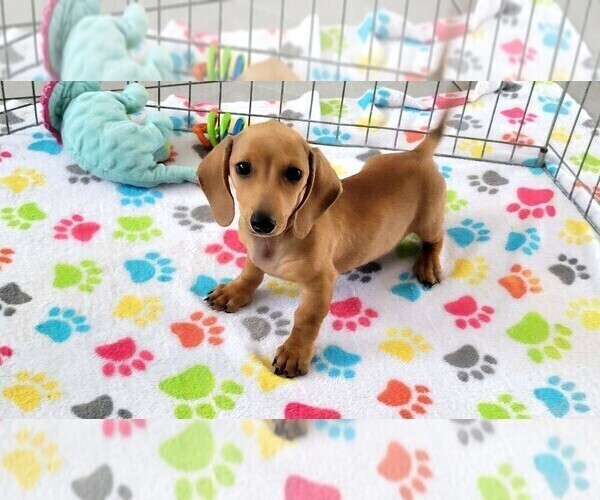 Medium Photo #3 Dachshund Puppy For Sale in ORO VALLEY, AZ, USA