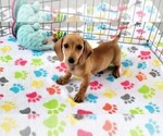 Small #2 Dachshund