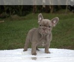 Small Photo #2 French Bulldog Puppy For Sale in POMPANO BEACH, FL, USA