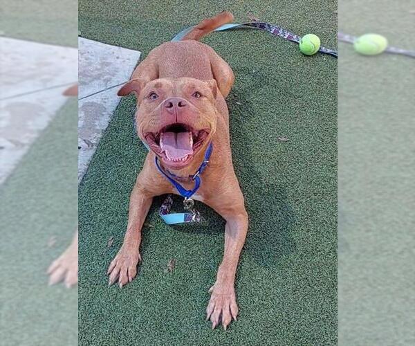 Medium Photo #2 American Staffordshire Terrier-Unknown Mix Puppy For Sale in Fort Lauderdale, FL, USA