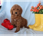 Small #3 Goldendoodle (Miniature)