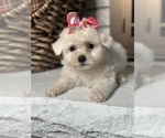 Small Photo #3 Maltese Puppy For Sale in ELMHURST, IL, USA