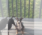 Small #4 Australian Shepherd-Catahoula Leopard Dog Mix