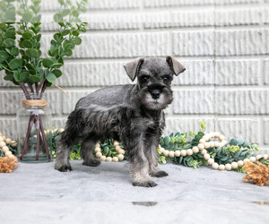 Medium Schnauzer (Miniature)