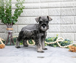 Puppy Baxter Schnauzer (Miniature)