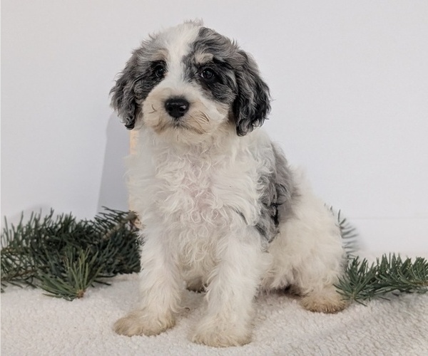 Medium Photo #51 Schnoodle (Miniature) Puppy For Sale in GOSHEN, IN, USA