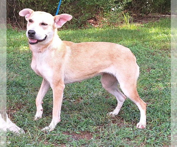 Medium Photo #2 Labrador Retriever-Unknown Mix Puppy For Sale in Wetumpka, AL, USA