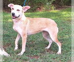 Small #1 Labrador Retriever Mix