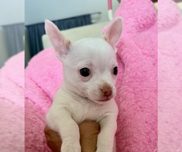 Medium Photo #9 Chihuahua Puppy For Sale in SPARKS, NV, USA