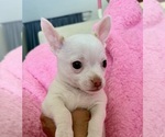 Small #8 Chihuahua