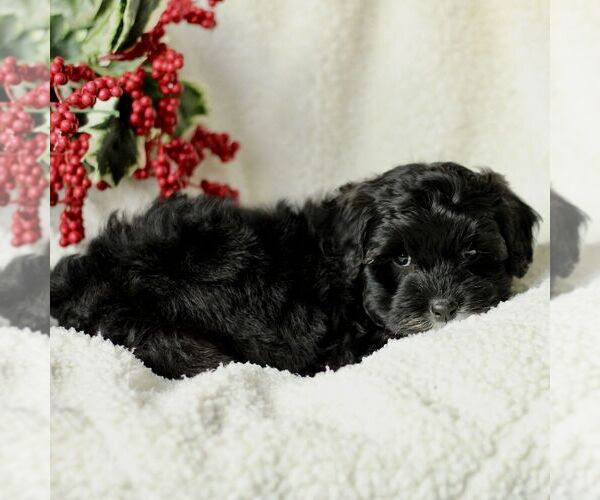 Medium Photo #4 Havapoo Puppy For Sale in LEOLA, PA, USA