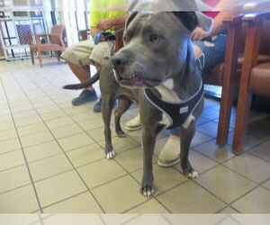 American Pit Bull Terrier Dogs for adoption in Ocala, FL, USA