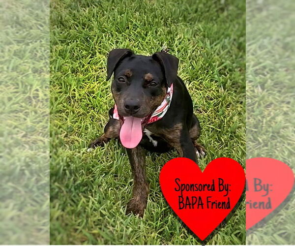 Medium Photo #5 Mutt Puppy For Sale in San Leon, TX, USA