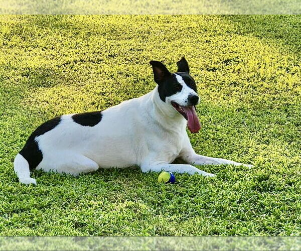 Medium Photo #3 Border Collie-Unknown Mix Puppy For Sale in Lee's Summit, MO, USA