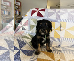 Small Photo #3 Bernedoodle Puppy For Sale in SUNNYVALE, CA, USA