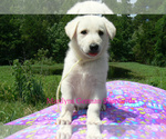 Small #3 German Shepherd Dog