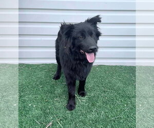 Chow Chow-Unknown Mix Dogs for adoption in Grafton, WI, USA