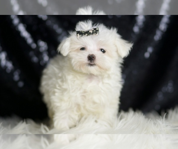 Medium Photo #7 Maltese Puppy For Sale in WARSAW, IN, USA