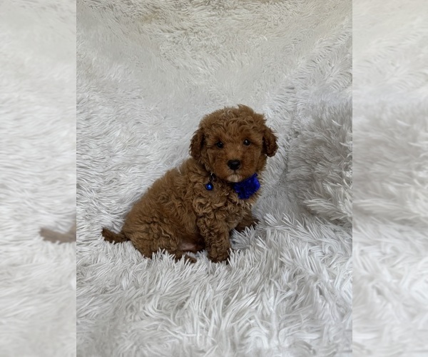 Medium Photo #1 Poodle (Toy) Puppy For Sale in JEFFERSONVILLE, IN, USA