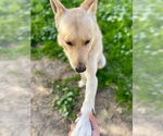 Small #2 German Shepherd Dog