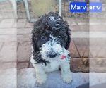 Image preview for Ad Listing. Nickname: Marv