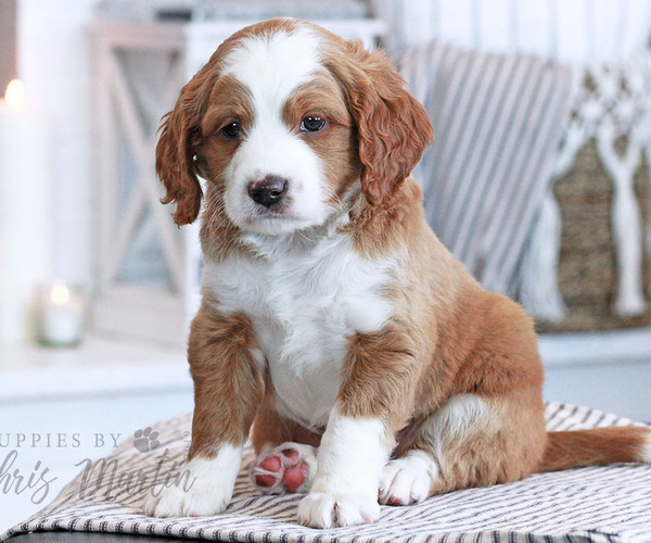 Medium Photo #1 Miniature Bernedoodle Puppy For Sale in EPHRATA, PA, USA