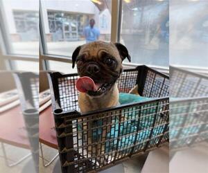 Pug-Unknown Mix Dogs for adoption in San Antonio, TX, USA