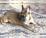 Small Photo #10 French Bulldog Puppy For Sale in BOLIVAR, MO, USA