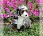 Small #3 Bernedoodle (Miniature)