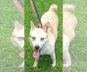 Siberian Husky-Unknown Mix Dogs for adoption in Holly Springs, NC, USA