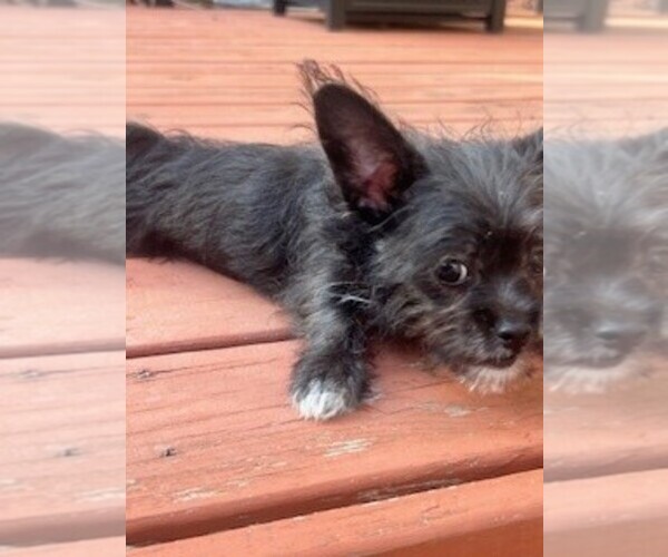 Medium Photo #3 ShiChi Puppy For Sale in MACON, GA, USA