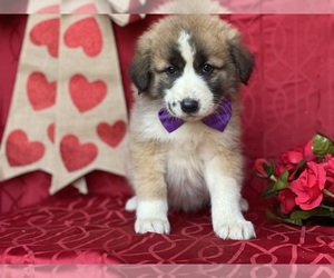 Border Collie-Maremma Sheepdog Mix Puppy for sale in LANCASTER, PA, USA